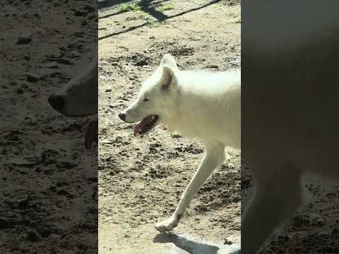 ホッキョクオオカミ姉妹のルーシーとニッキーのかわいい映像大公開|大森山動物園 サムネイル