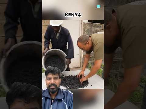 Keniya sarkar #trending #new #facts #kabootarba #pigeon #viral