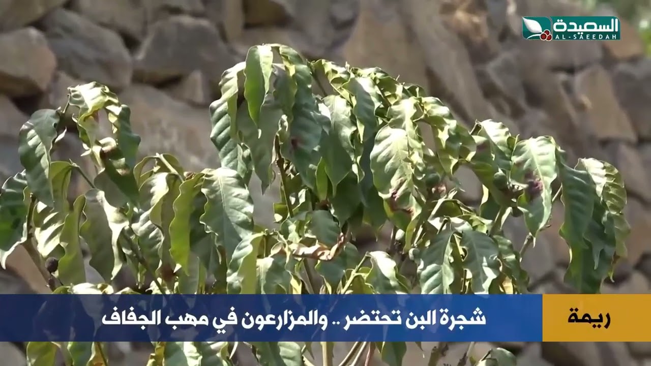 قناة السعيدة