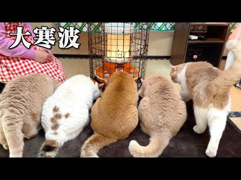 強烈寒波に負けてストーブから離れられない猫たち