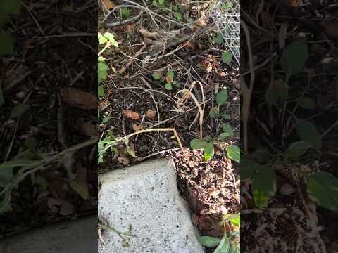 Relocating wood rats back to their natural environ 