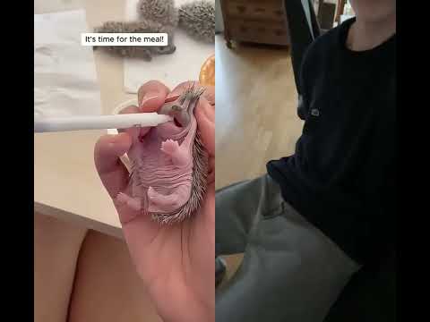 #cute #sweet #music #youtubeshorts #beautiful #love #edit #funny #foryou #family #pet #viral #song