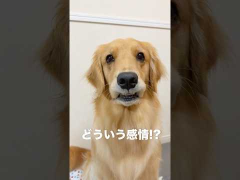 薬を見ると逃げ出してしまう犬...【ゴールデンレトリバー•ボーダーコリー】#shorts