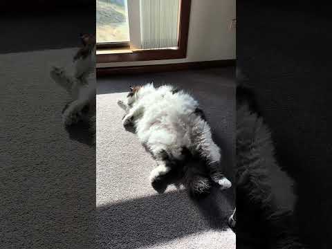 Cat Love Sunbathing