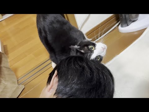 お父さんを癒すひまわり猫のかわいいお世話動画 サムネイル