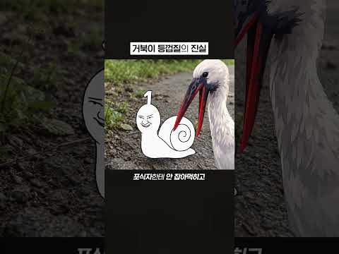 <strong>거북이</strong> 등껍질의 진실