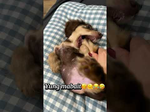 #milo #daschund #dog #dog