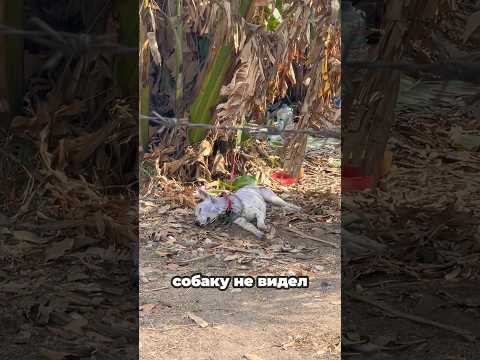 Что за Порода? #паттайя