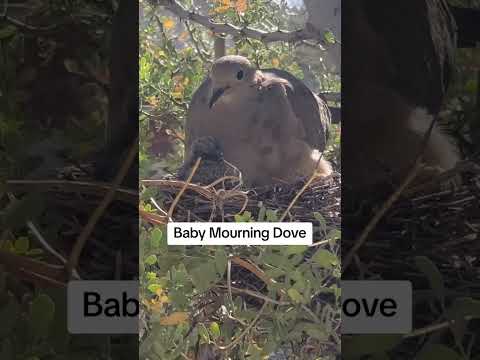 #MourningDove #BabyDoves #BirdWatching #NestWatch #AnimalVideos #CalmingVideo #BirdShorts