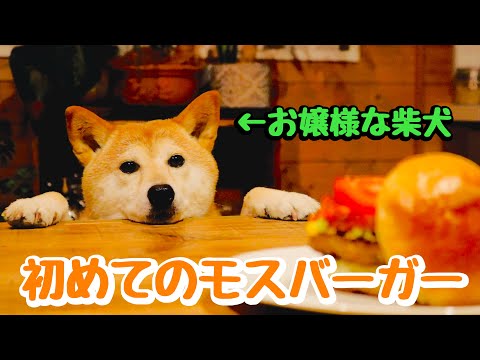 モスバーガーをこんなに優雅に食べる犬、他にいる？