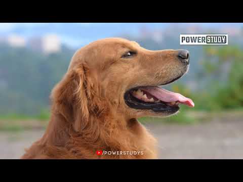 Top 5 amazing Dogs | facts about Dogs | Types of Dogs | Dogs Problem | Dogs Vs Rain | American Dogs