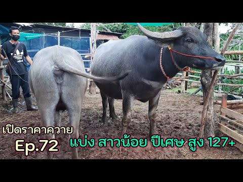 เปิดราคาควาย-Ep.72-แบ่งสาวน้อย เปิดราคาควาย-Ep.72-แบ่งสาวน้อย