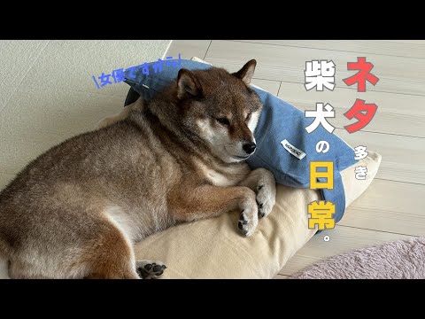 柴犬の日常をコンパクトに紹介します サムネイル