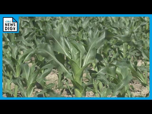 Image of Fertilizer Prices Surge as Middle East Tensions Add to Farmers' Woes
