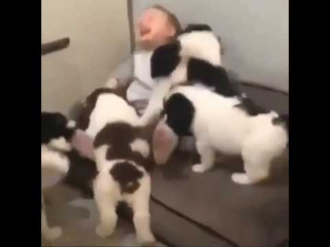 Niño feliz con sus cachorros