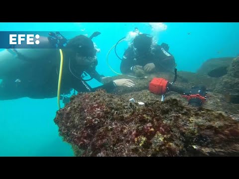 Trasplantan 4.600 corales en Galápagos para restaurar arrecifes que devastó El Niño