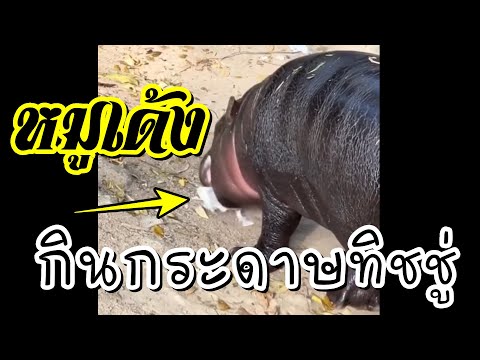 หมูเด้งกินกระดาษทิชชู่