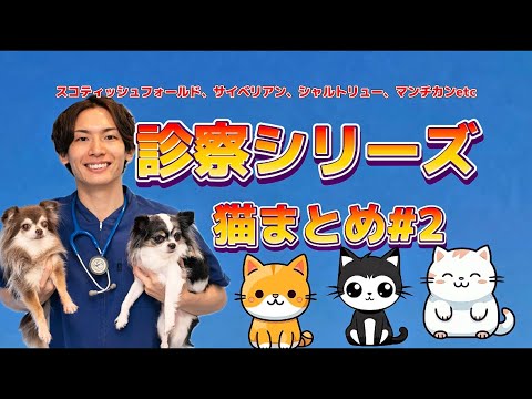 診察シリーズ#猫まとめ２