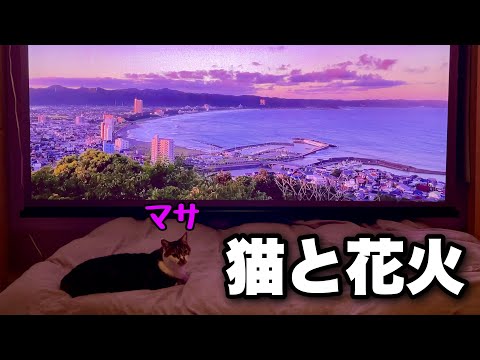 猫と過ごす夏の一日｜迫力の花火大会をマサと一緒に大画面で楽しんでみた！最新プロジェクターの実力をチェック【Dangbei　MP1Max】