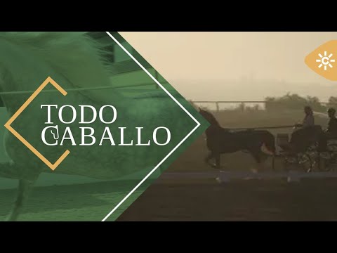 TodoCaballo | La mejores características que hacen bueno al caballo para el enganche