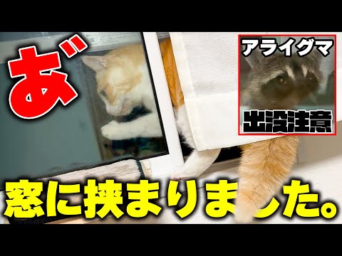 猫の動画サムネイル - 【悲報】ロビン、アライグマに夢中になりすぎて窓の隙間に挟まる。