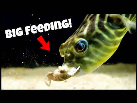 Top 5 Most AGGRESSIVE Fish I Have! (Feeding Compil These are the MOST Aggressive Fish that I currently have and in today's video... I show you my compl