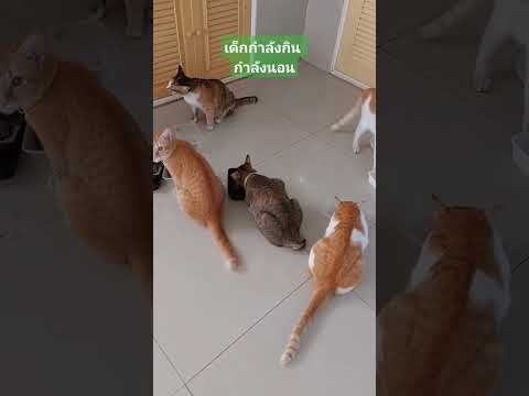 แมวเราเองcat