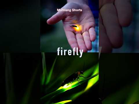 What’s a Firefly? 💡 Learn Insect Names!