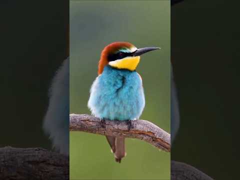The Vibrant Voice of the Bee eater