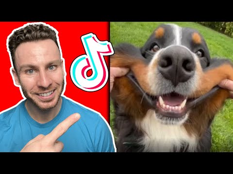Burst Into Laughter With These BERNESE MOUNTAIN DOG TikToks! Dog trainer reacts.