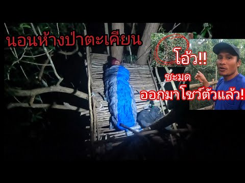 นอนห้างป่าตะเคียนหินเจอชะมดตั