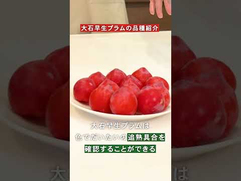 【知ってた？😳】プラムの品種紹介