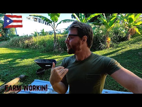 Redesigning My Chicken Coop in Puerto Rico 2022