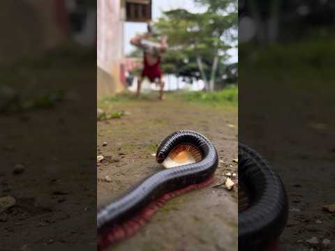 Just wait, when the candy falls, the millipede will appear like it was called by magic#shortvideo