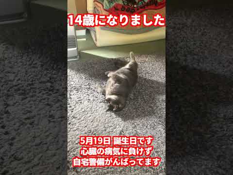 我が家の猫が14歳の誕生日を迎えました。 #Shorts