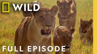 Thumbnail for the video "Mob Rule (Full Episode) | Africa's Deadliest: Botswana | Nat Geo Animals" from Nat Geo Animals