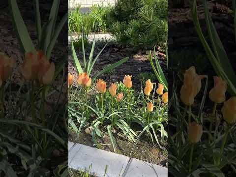 Сейчас у меня на даче
