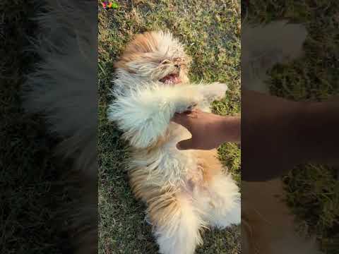 Shih tzo Puppy | playful dog| Small size puppy Islamabad pakistan-By VOA