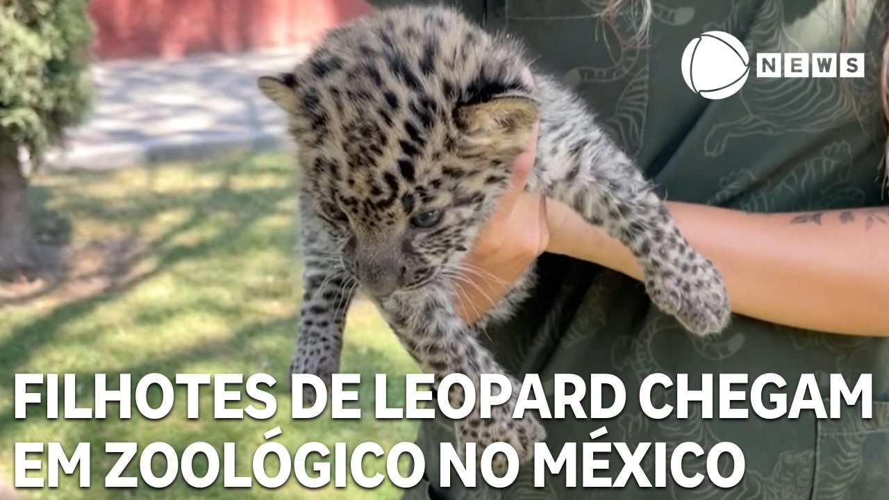 Casal de filhotes de leopardo são cuidados em zoológico no México