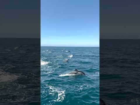 What’s the best way to describe stampeding dolphins? Probably coordinated chaos! #pod #ocean #swim