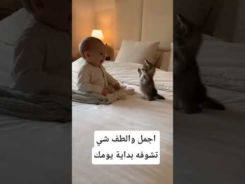 القطط والأطفال اجمل مخلوقات الله #اكسبلور