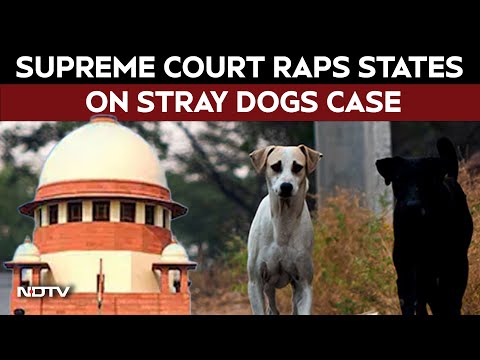 SC On Stray Dogs | Supreme Court Raps States On Stray Dogs Case: "India Portrayed In Bad Light"