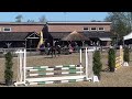Show jumping horse brave 4 jarige ruin