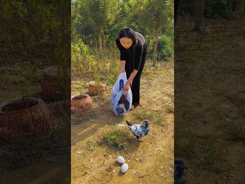 Why is she bringing the pigeons here and releasing them | Amazing farming activity #amazing #farm