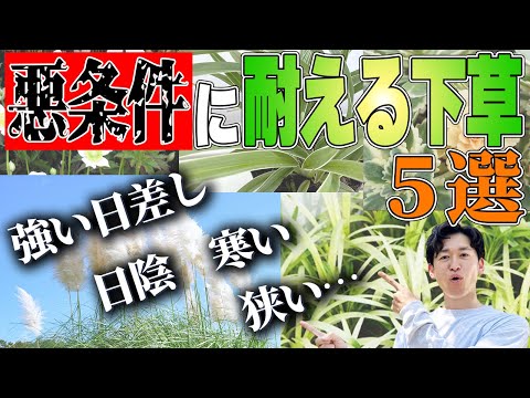 【役立つ下草】もう悩まない！悪条件なお庭でも活躍する役立つ下草をご紹介します