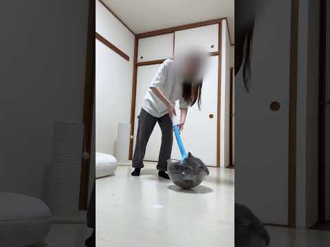 猫に反撃されました #猫 #猫好きさんと繋がりたい #ねこ #猫動画 #cat #shorts