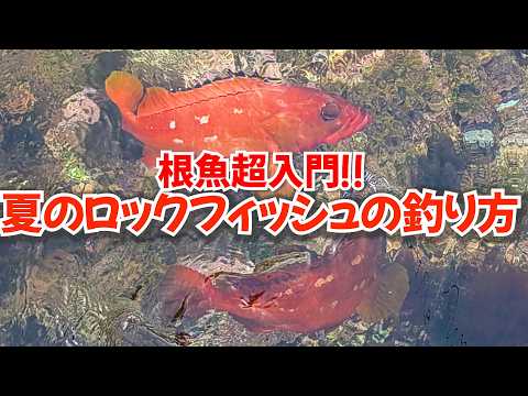 根魚入門〜中級者必見！猛暑に短時間でロックフィッシュが連発する魔法を実釣解説