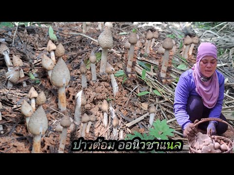 🍄โพนนี้ทั้งดินเหนียวดินแข็งเห