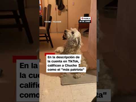 Perro sorprende al hacer saludo durante el himno nacional de México
