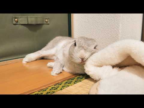 飼い主と一緒にお昼寝中、最初は我慢してたけど唐突に暑さの限界がきちゃったうさぎさんがwww
